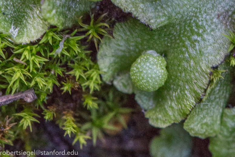 alum rock state park